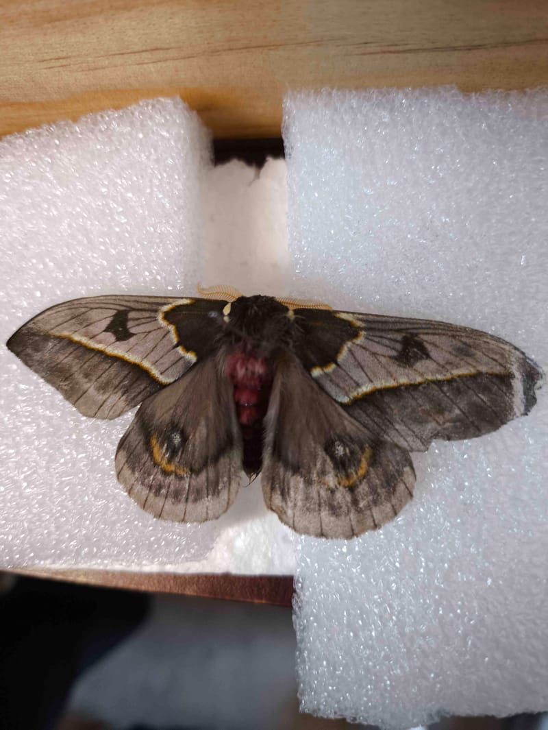 Gran Pavón o Polilla de Seda del Emperador - Saturnia pyri